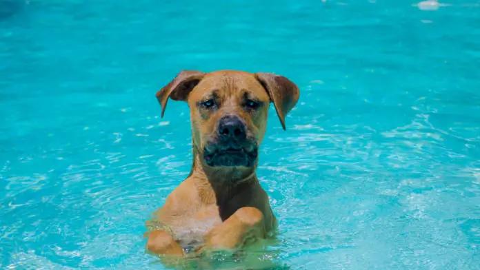 Dog in a pool