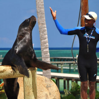 Seal Show
