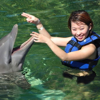 Playing with Dolphins