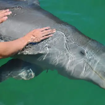 Dolphin Petting