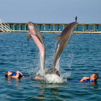 Dolphin Double Jump