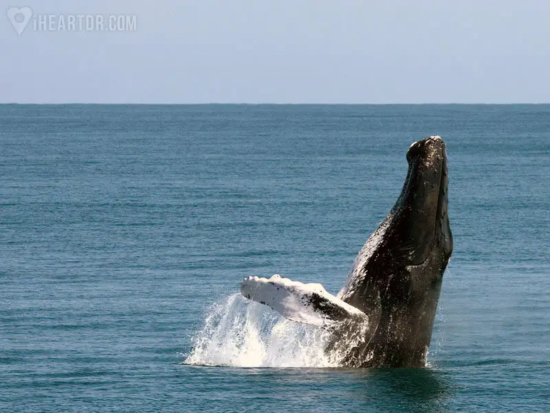 Humpback whale jumping in Samana