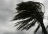 Wind blowing on palm tree